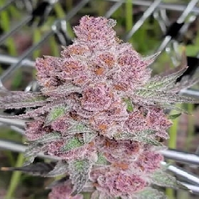 Tropicana Cherry > Advanced Seeds